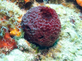 Red Ball Sponge IMG 3058